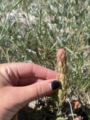Castilleja arachnoidea