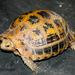 Elongated Tortoise - Photo (c) Rejoice Gassah, some rights reserved (CC BY-NC), uploaded by Rejoice Gassah