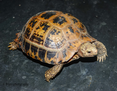 Indotestudo elongata