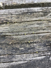 Metrosideros excelsa