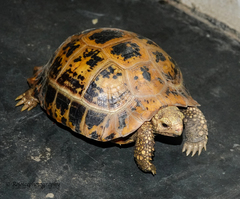 Indotestudo elongata