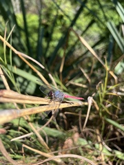 Orthetrum migratum