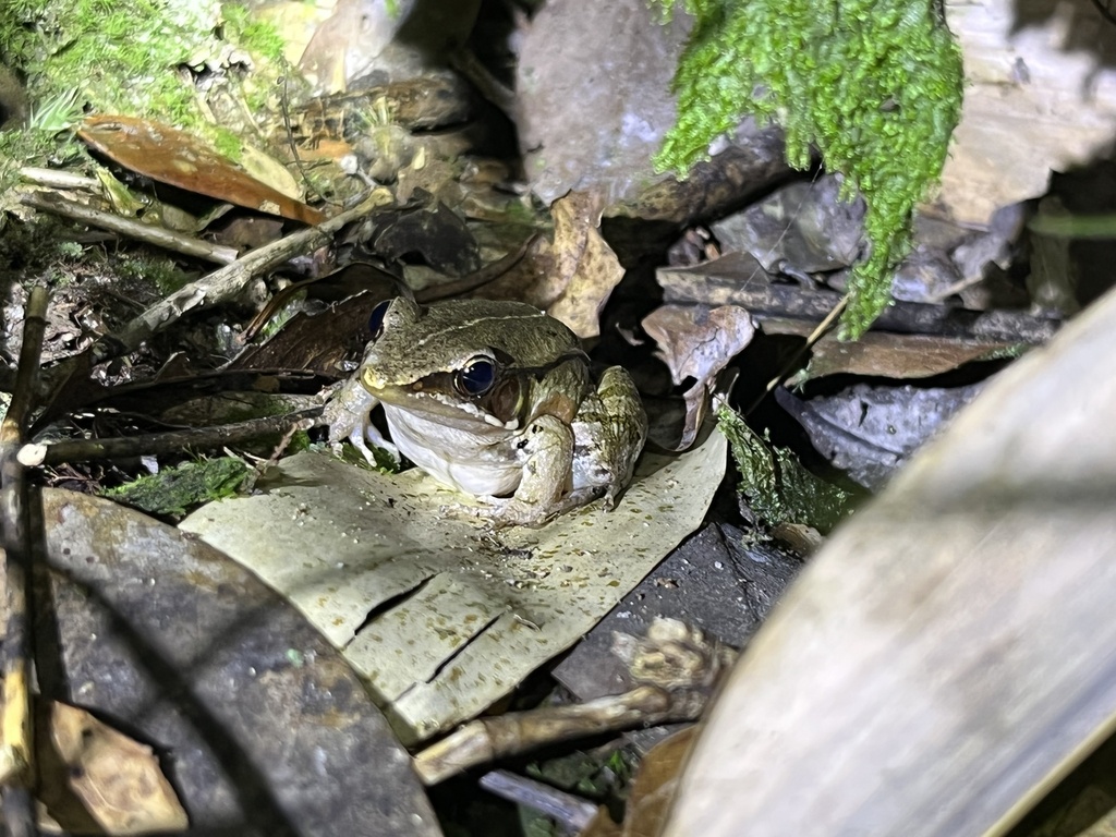 Guangxi Music Frog