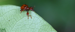 Paratrachelophorus