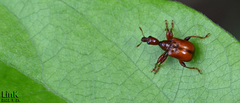 Paratrachelophorus