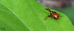 Paratrachelophorus