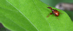 Paratrachelophorus