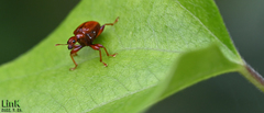 Paratrachelophorus