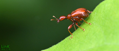Paratrachelophorus
