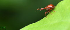 Paratrachelophorus