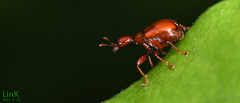 Paratrachelophorus