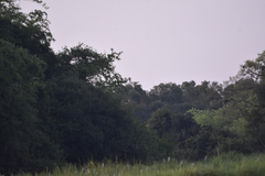 Ardea purpurea manilensis