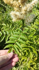Sorbaria sorbifolia