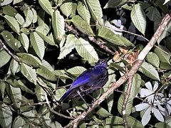 Myophonus caeruleus