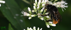 Bombus coreanus