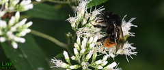 Bombus coreanus