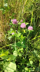 Trifolium pratense