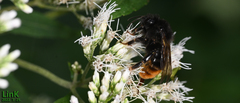 Bombus coreanus