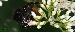Bombus coreanus