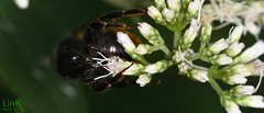 Bombus coreanus