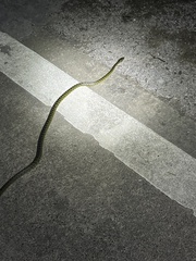 Lycodon meridionalis