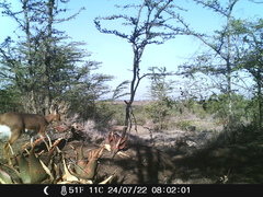 Raphicerus campestris neumanni