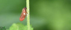 Eoscarta assimilis
