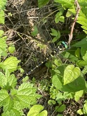 Anotogaster sieboldii sieboldii