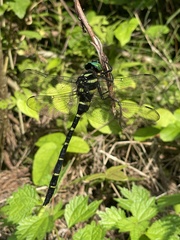 Anotogaster sieboldii sieboldii