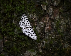 Antipercnia albinigrata