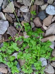 Ranunculus sessiliflorus