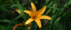 Hemerocallis middendorffii