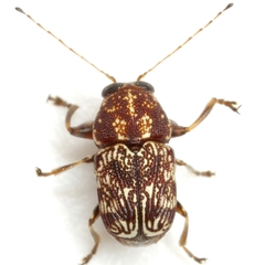 Pachybrachis latithorax