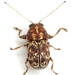 Pachybrachis latithorax - Photo (c) Mike Quinn, Austin, TX, algunos derechos reservados (CC BY-NC), subido por Mike Quinn, Austin, TX