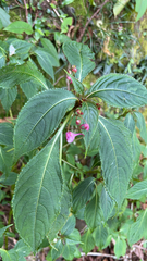Impatiens devolii