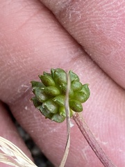 Ranunculus grayi