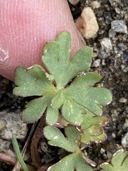 Ranunculus grayi