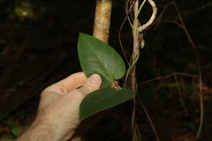 Vincetoxicum polyanthum