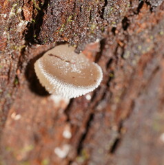 Pseudohydnum tasmanicum