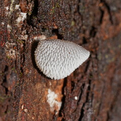 Pseudohydnum tasmanicum