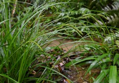 Carex tumida