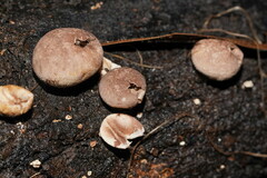 Lycoperdon subincarnatum