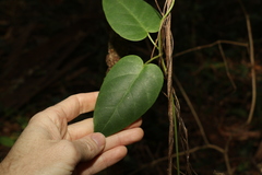 Vincetoxicum polyanthum