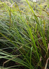 Carex tumida