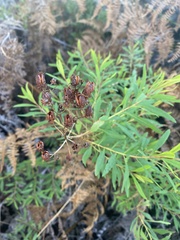 Hypericum canariense