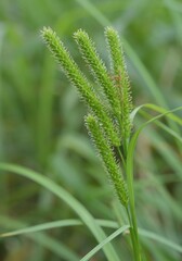 Carex tumida
