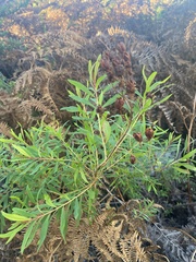 Hypericum canariense