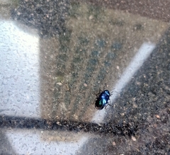 Chrysochus chinensis