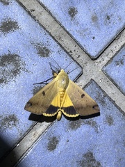 Ophiusa disjungens