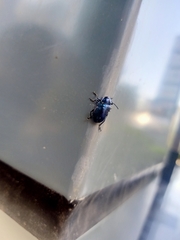 Chrysochus chinensis